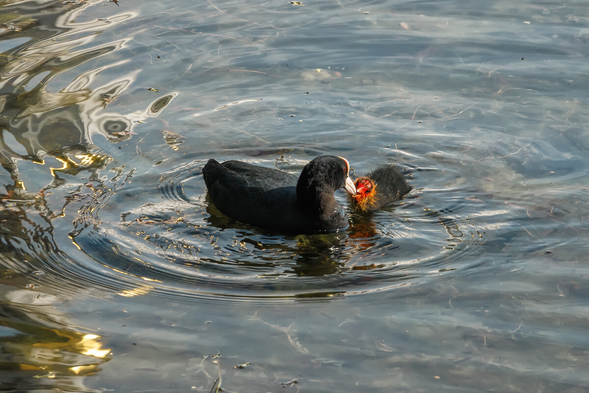 Лысуха - Владимир Колесников