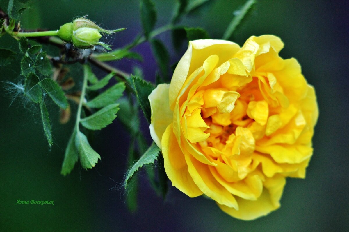 Солнечная красавица местной селекции. - Восковых Анна Васильевна Солнечная красавица местной селекции. - Восковых Анна Васильевна