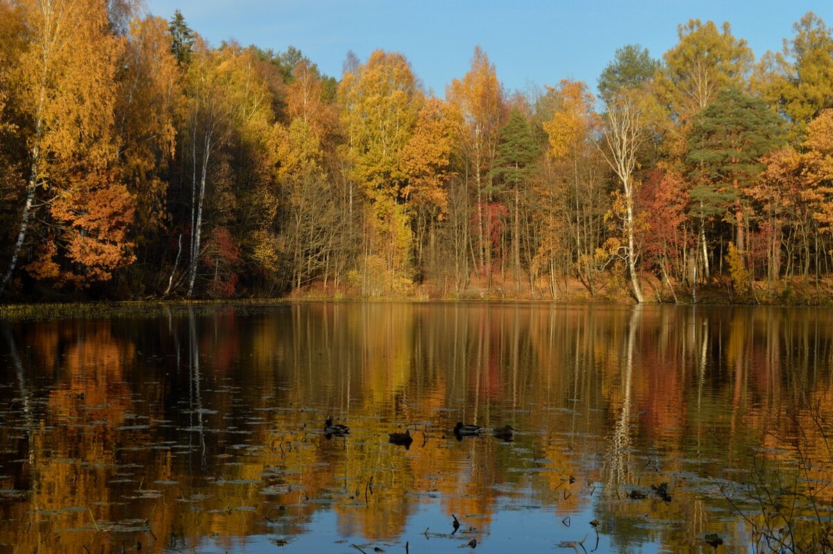 В тихой заводи...... - Юрий Цыплятников В тихой заводи...... - Юрий Цыплятников