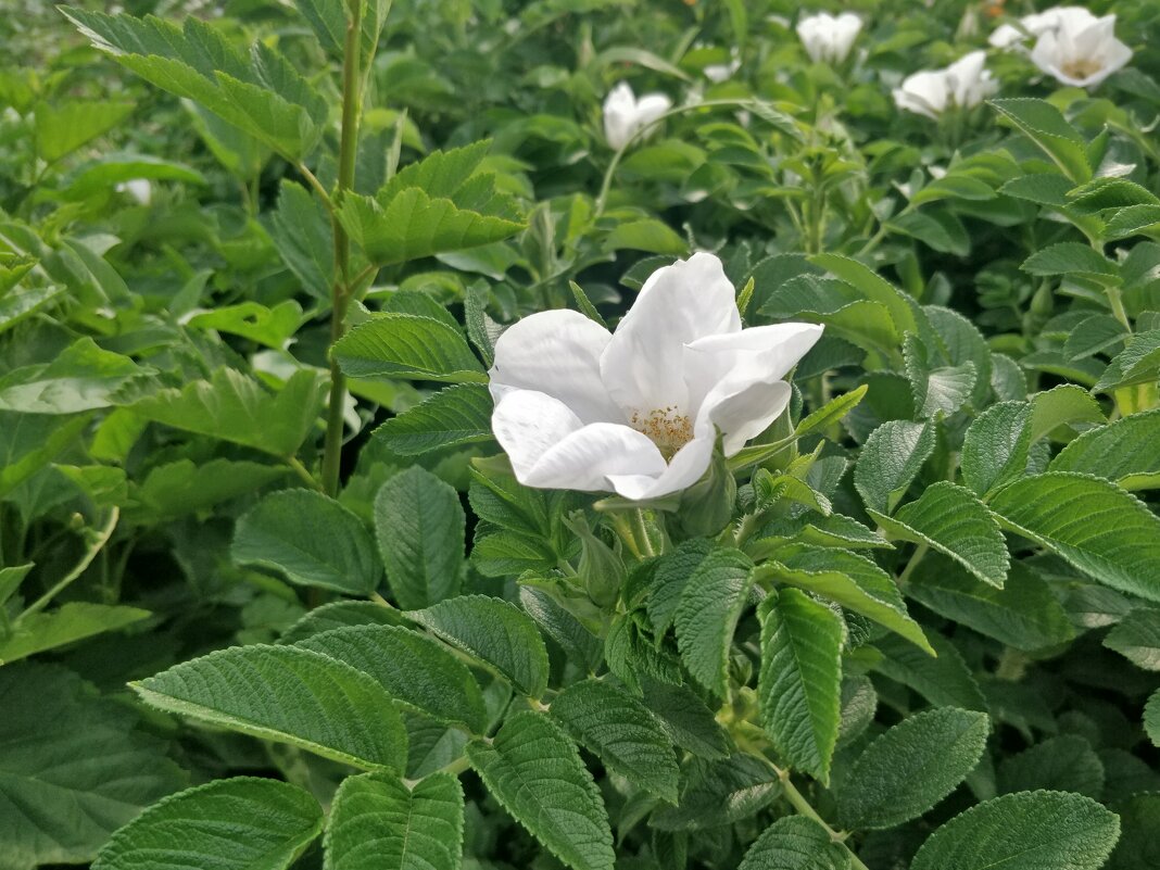Шиповник - Андрей Хлопонин Шиповник - Андрей Хлопонин