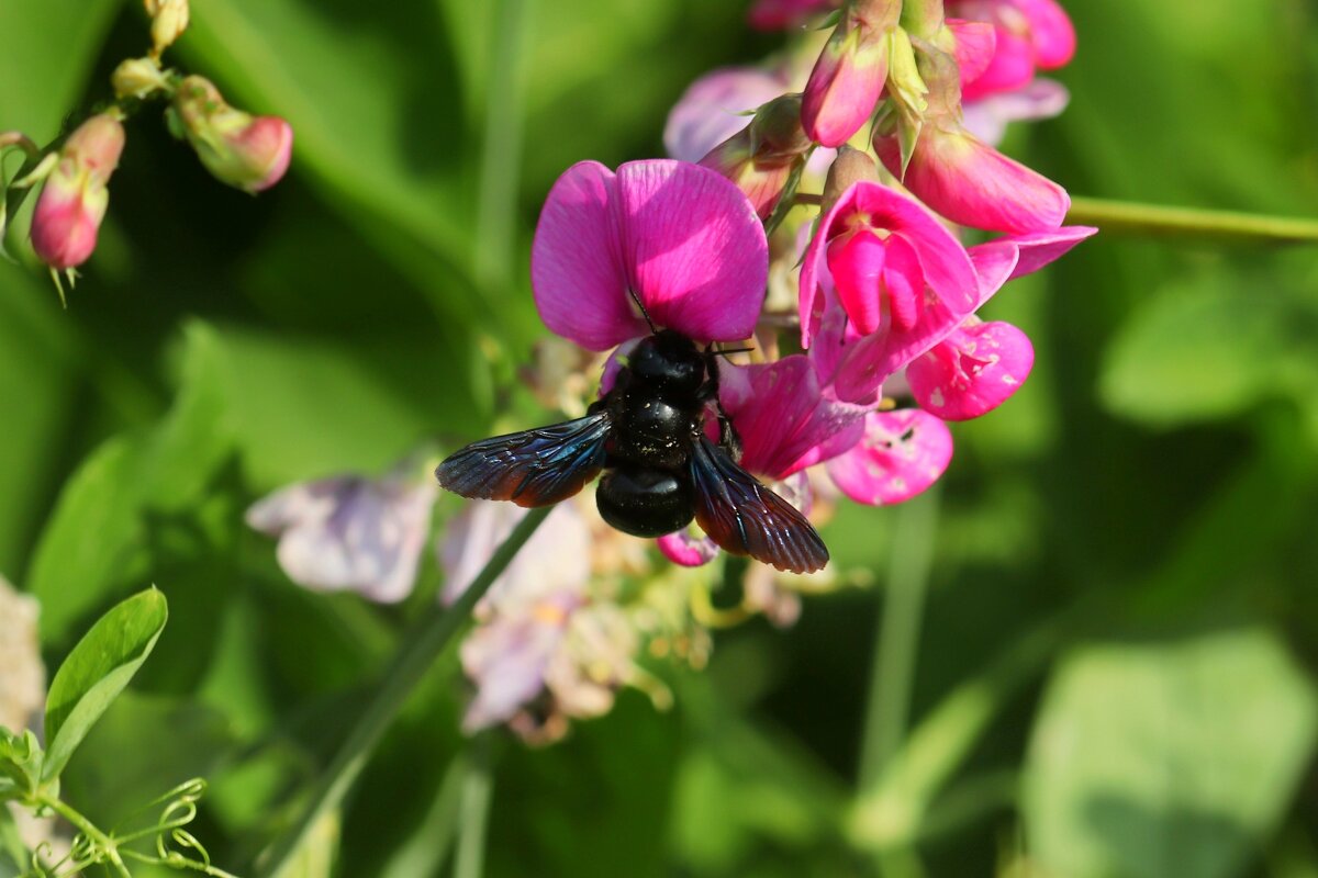 Любитель горошка - Юрий. Шмаков Любитель горошка - Юрий. Шмаков