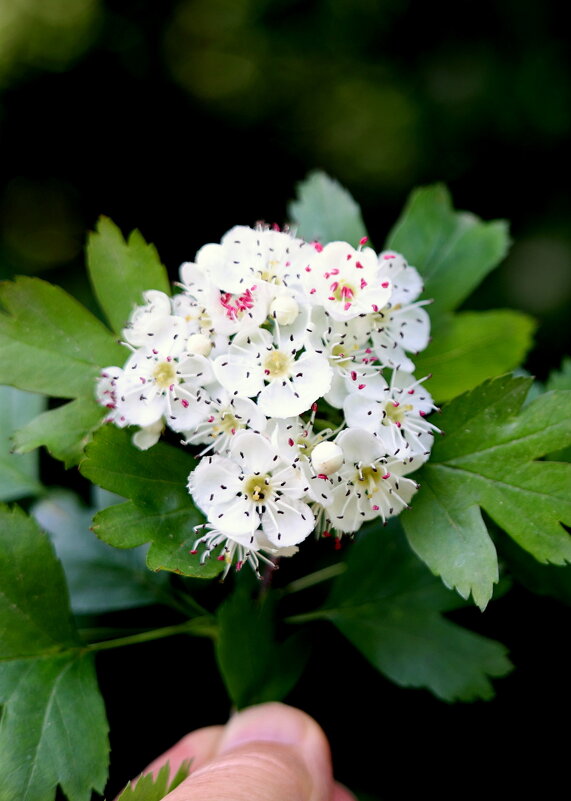 Боярышник - Александр Кондаков