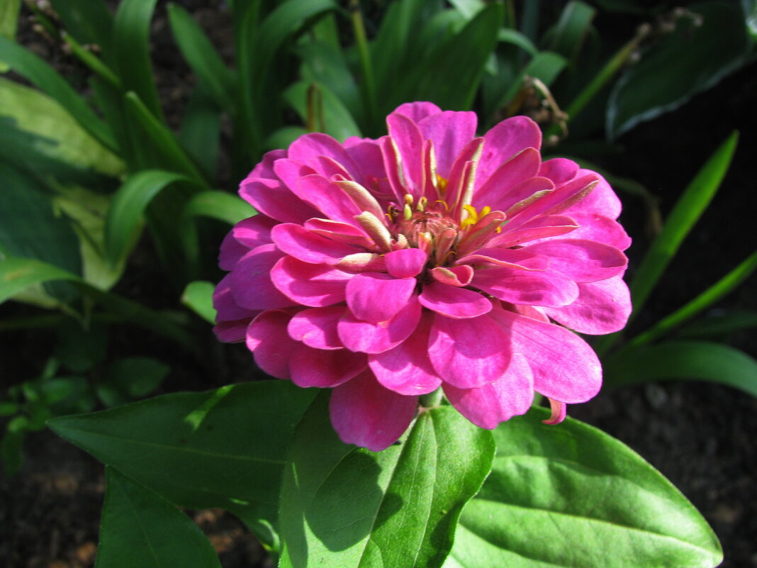 Розовая красотка - Людмила Смородинская Розовая красотка - Людмила Смородинская