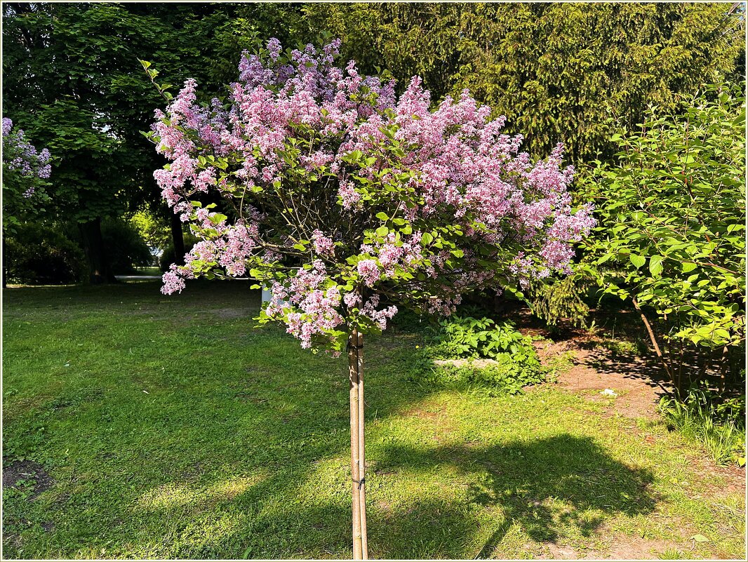 Июньская сирень. - Валерия Комова