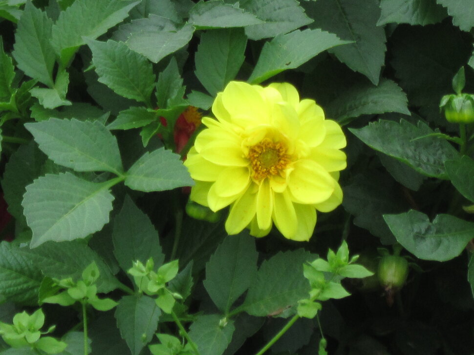 Георгин Мигнон Йеллоу - Дмитрий Никитин