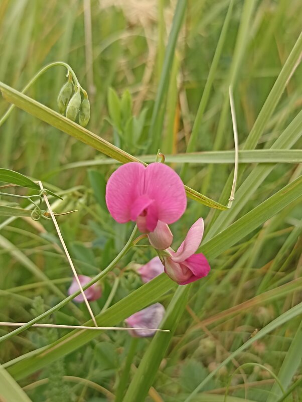 Полевые цветы - Pippa 