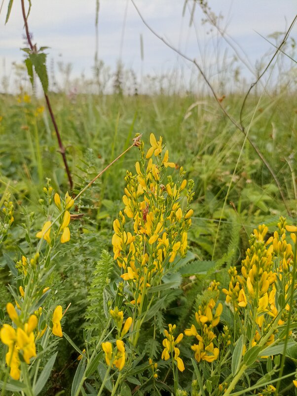 Полевые цветы - Pippa Полевые цветы - Pippa