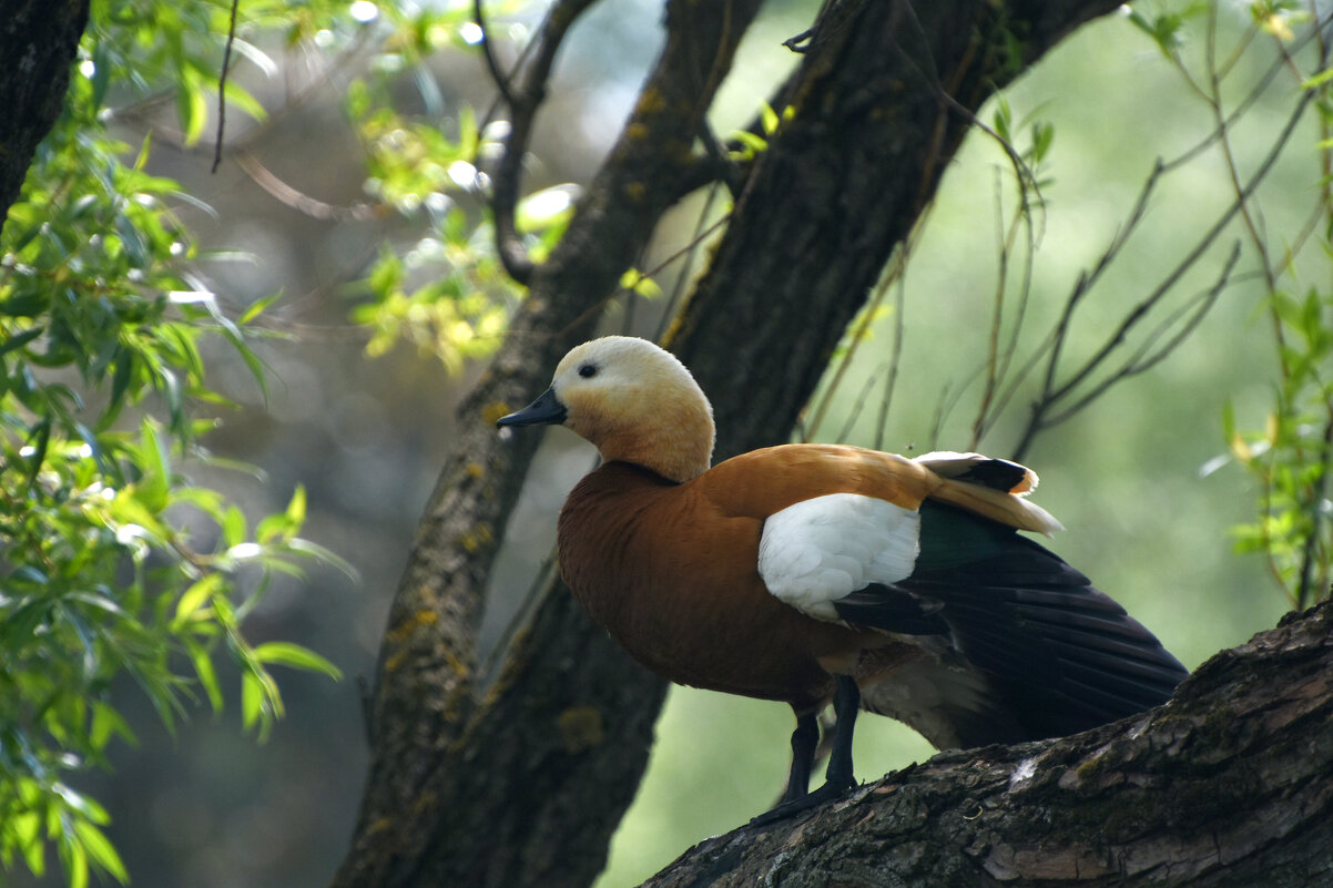 Весна в Ботаническом... Папа-огарь наблюдает за свом семейством сверху. - Наташа *****