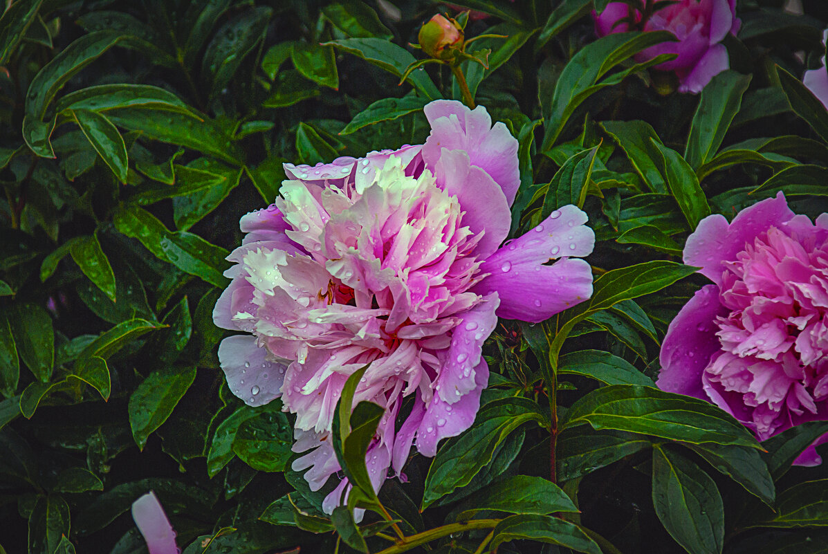 Пион - Владимир Кроливец