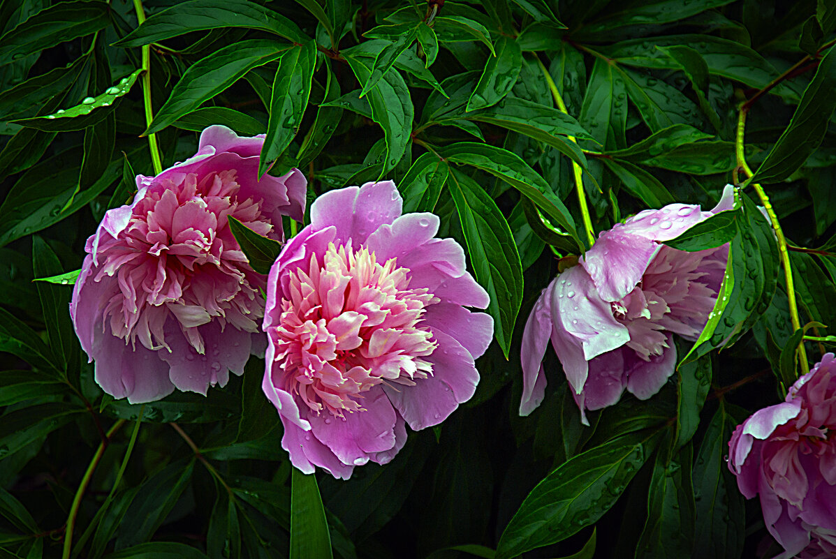 Тройка мужественных. - Владимир Кроливец