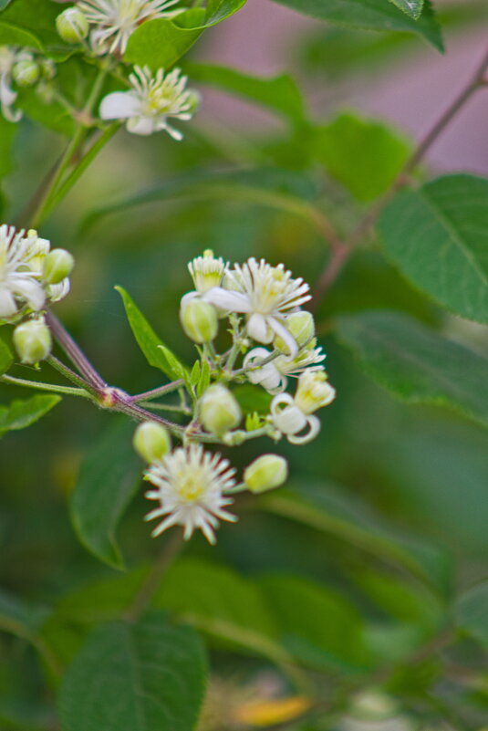 Ломонос виноградолистный - Giant Tao /