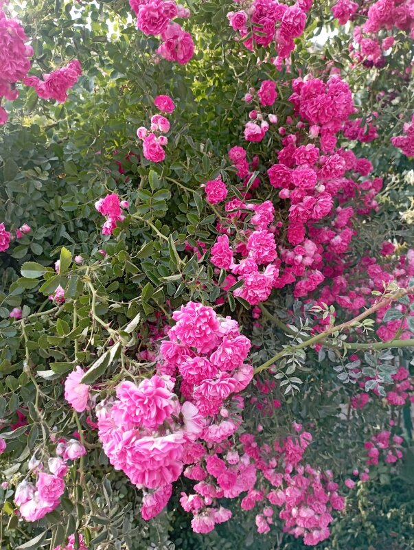 Розочки - Елена Семигина