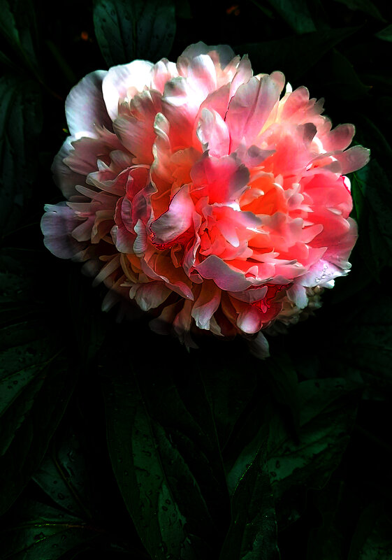 Пион. - Владимир Безбородов