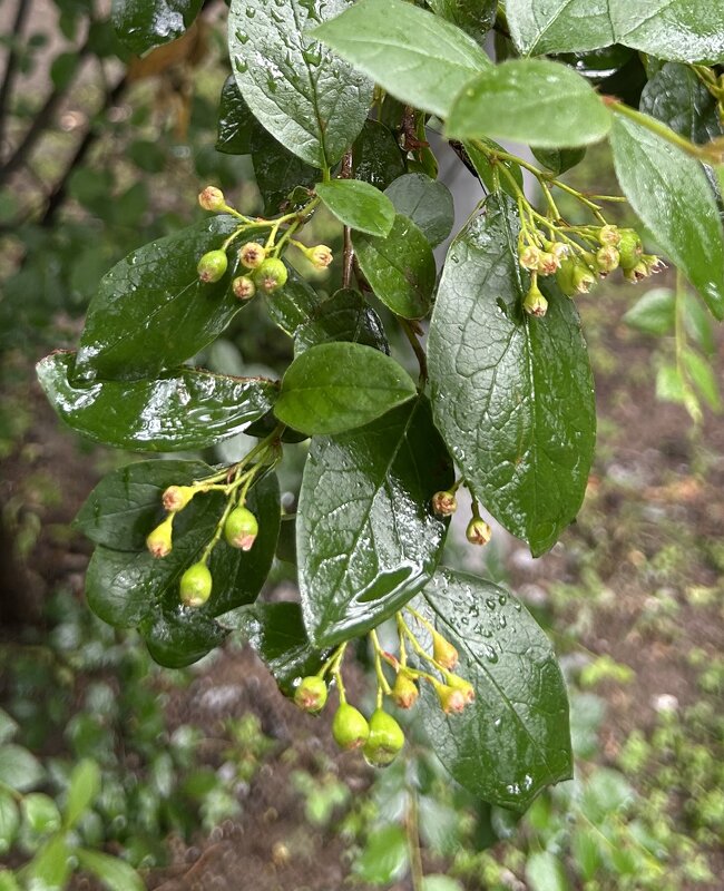 Кизильник остролистый - Oleg4618 Шутченко