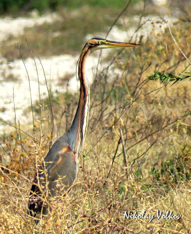 Рыжая цапля - Николай Волков
