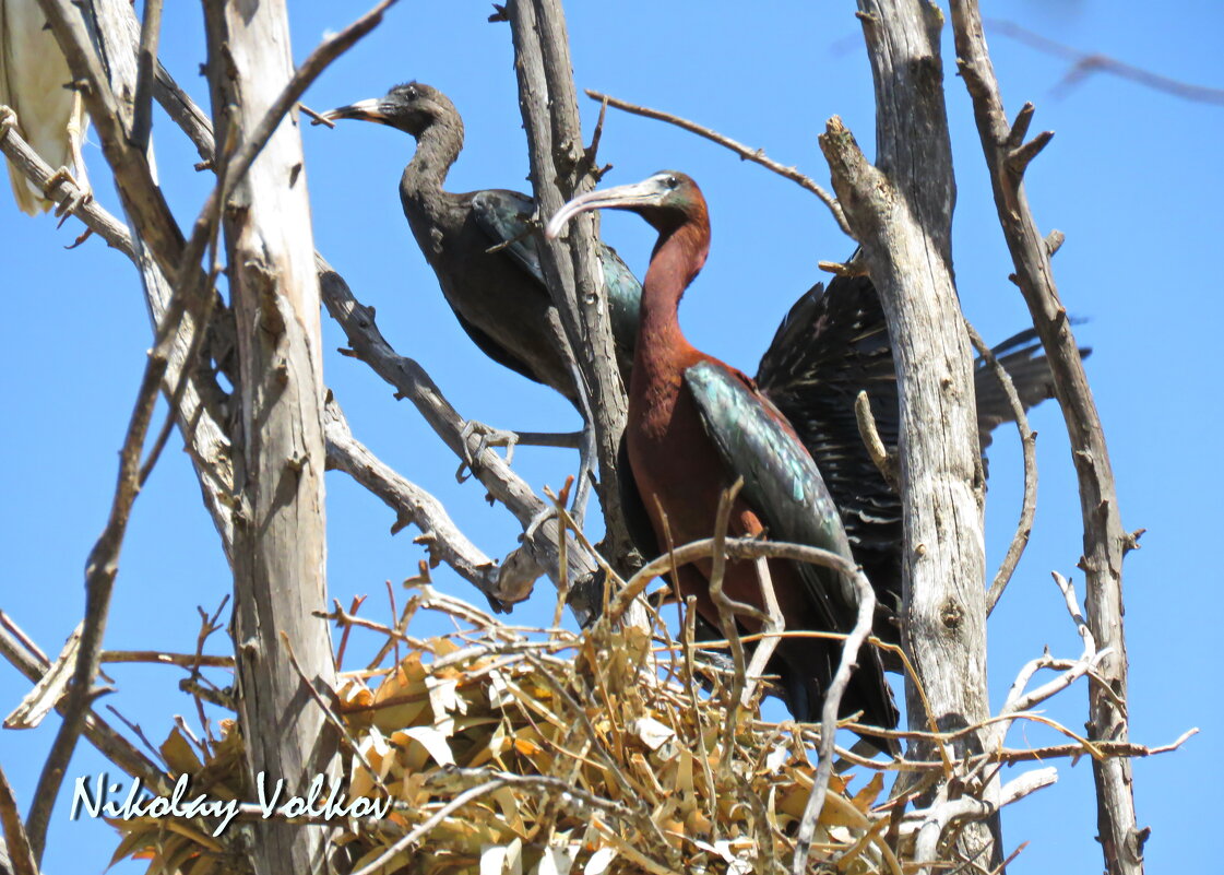 Каравайка с подросшими птенцами в гнезде. - Николай Волков Каравайка с подросшими птенцами в гнезде. - Николай Волков