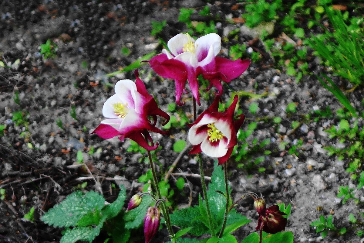 Аквилегия - Рита Симонова