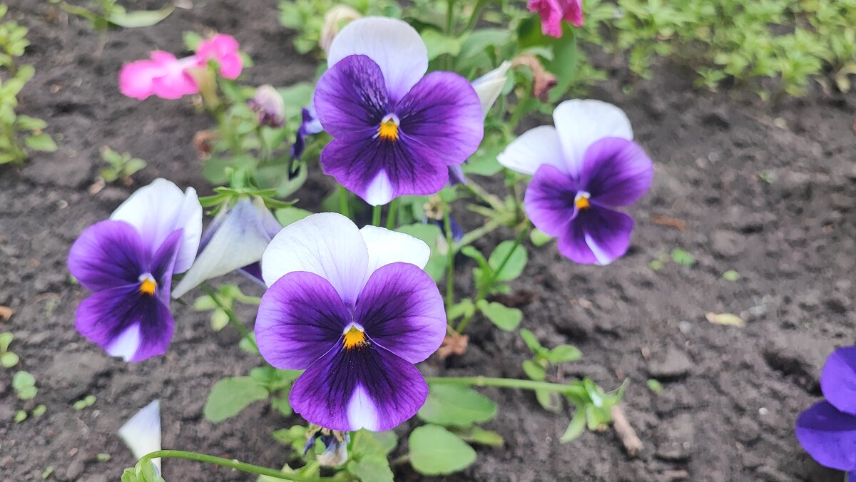 ,,, - Сергей Тимоновский