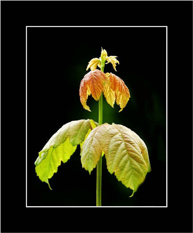 ЭТЮД... - Elvira E. 