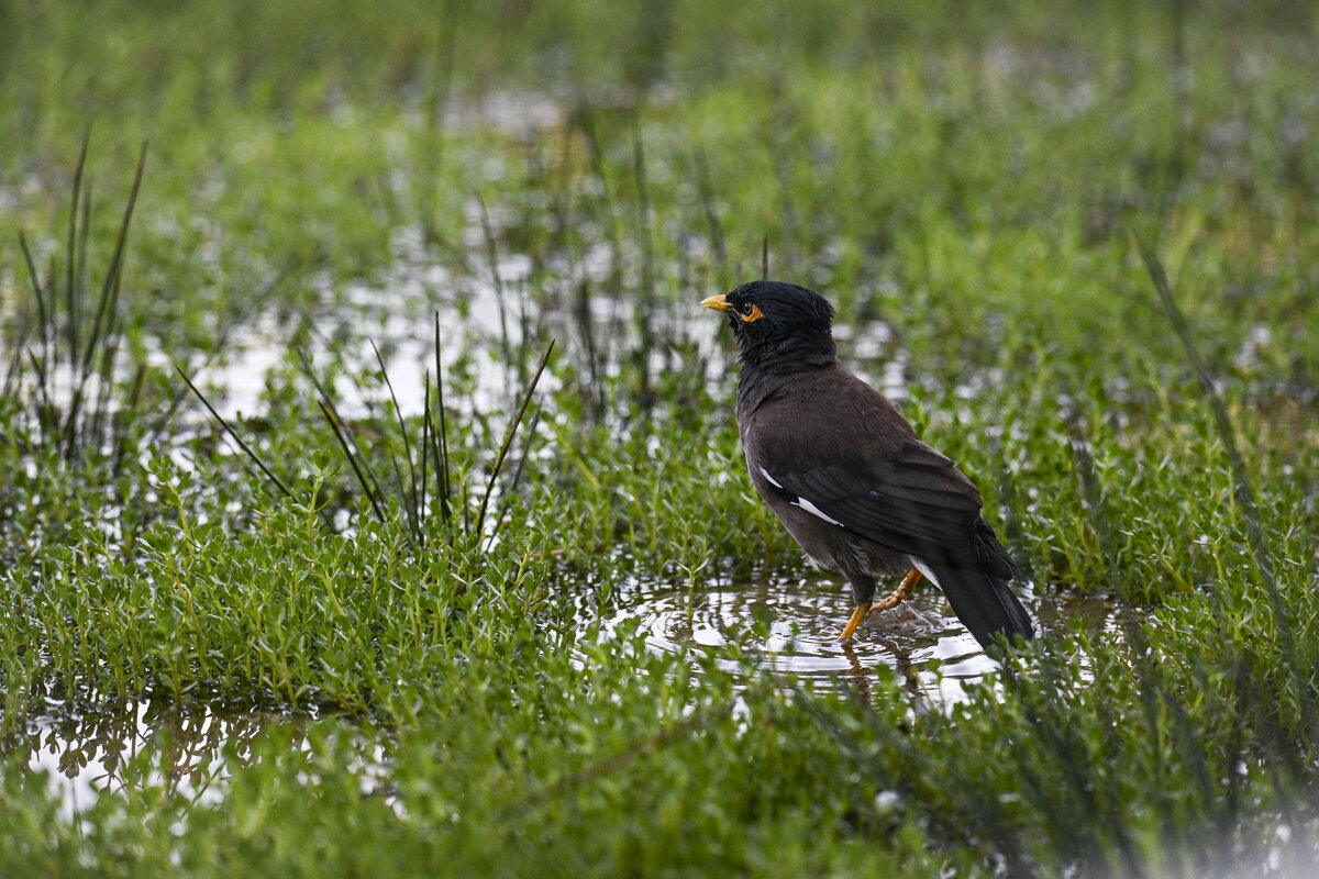сижу в засаде... Майна прилетела - Осень 