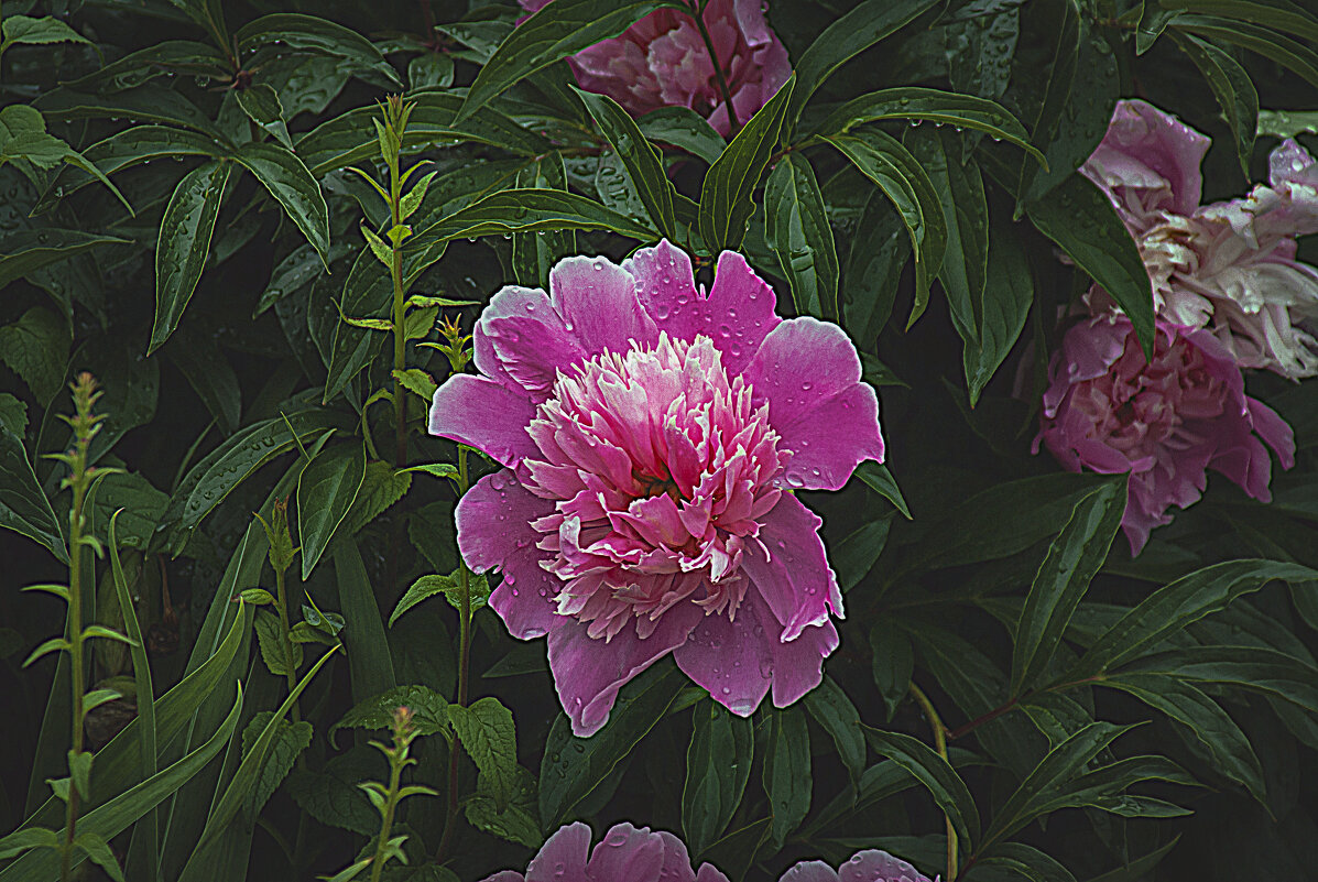 Пион - Владимир Кроливец