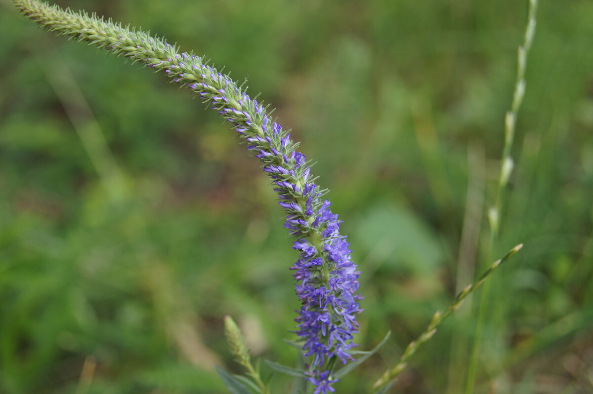 Вероника - Глеб 