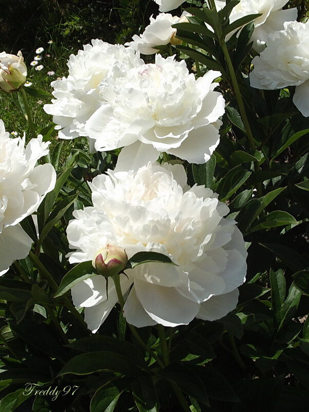 Пионы - Freddy 97