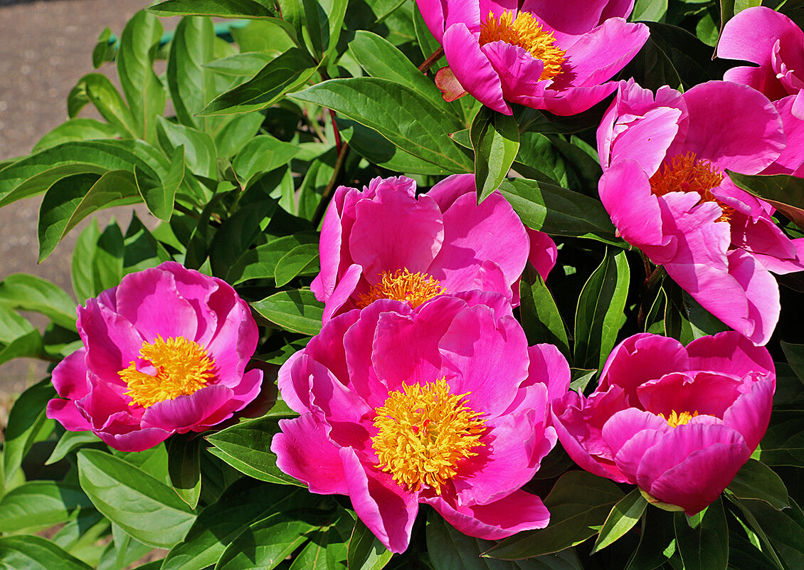 Июнь... Пионы... - Светлана 