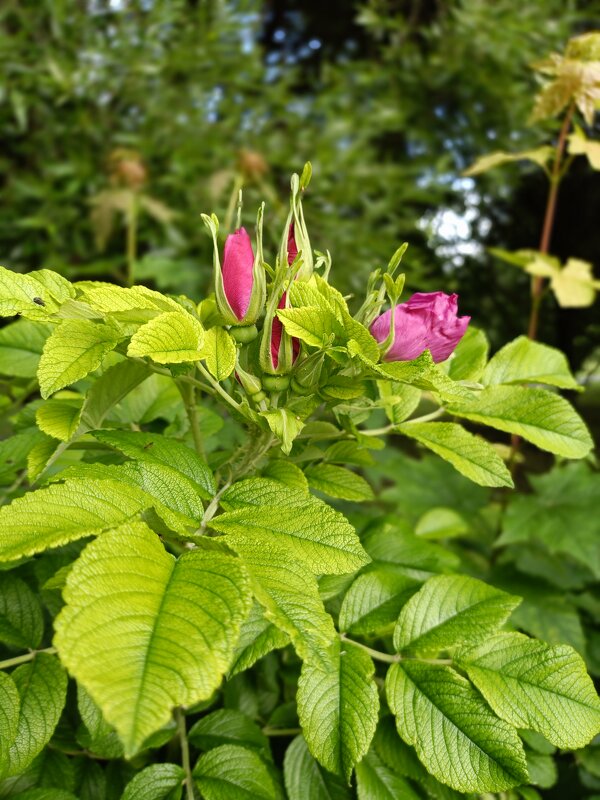 шиповник - Галина R... шиповник - Галина R...