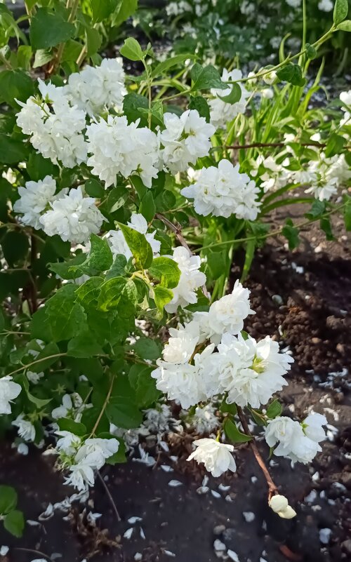 цветущий июнь - Галина R... цветущий июнь - Галина R...