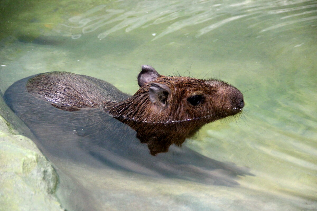 Капибара - Tim Andrews