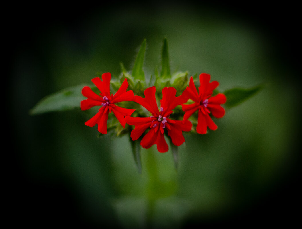 Макро - Александр Бочериков