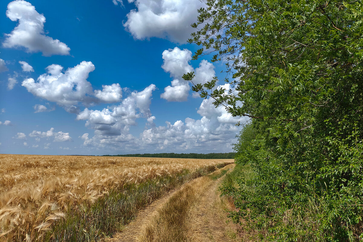 Июнь. Зреют хллеба. - Валерий Ткаченко