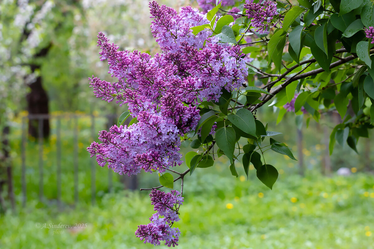 Сиреневые ветви - Александр Синдерёв