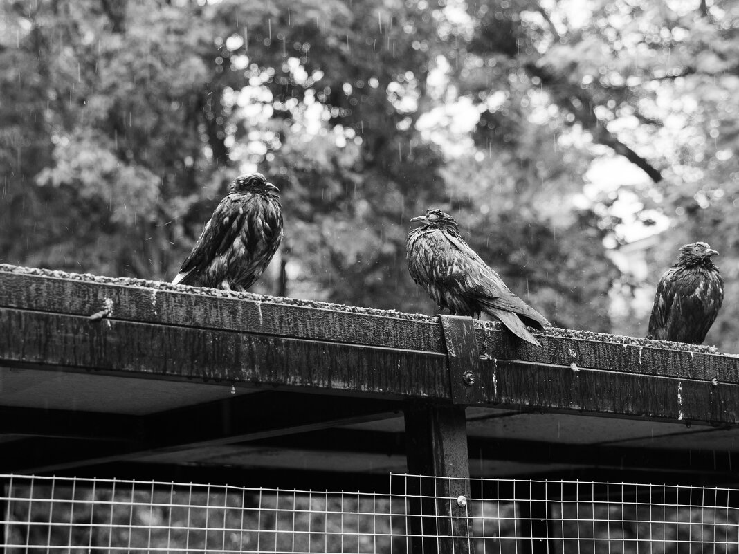 Три голубя под дождём - Максим 