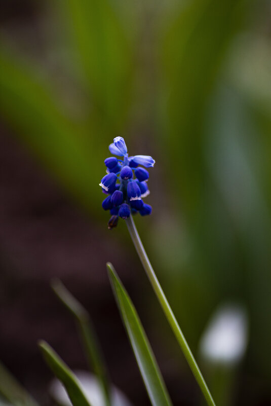 *** - Яна Горбунова