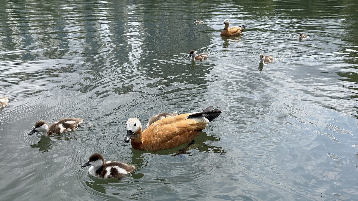 Огарь - Александр Конов