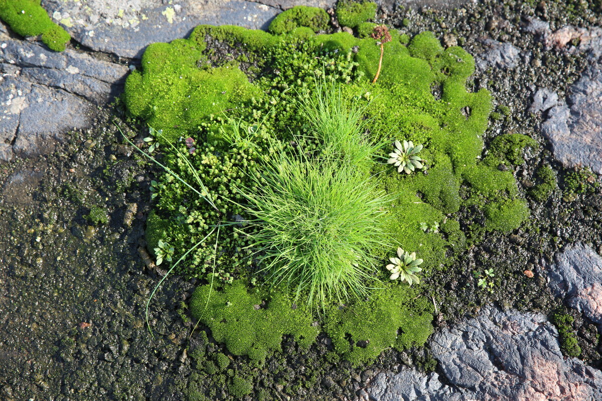 Трава знает... - Серж Show Трава знает... - Серж Show