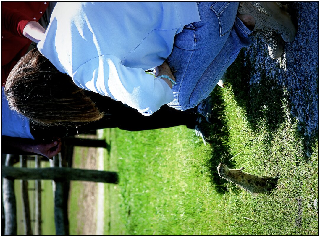 suslik - Denis Lipatov