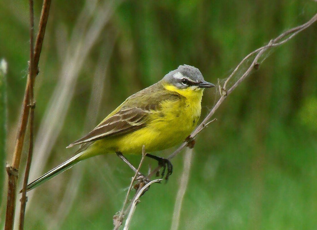 желтая трясогузка - gawrilа - dan