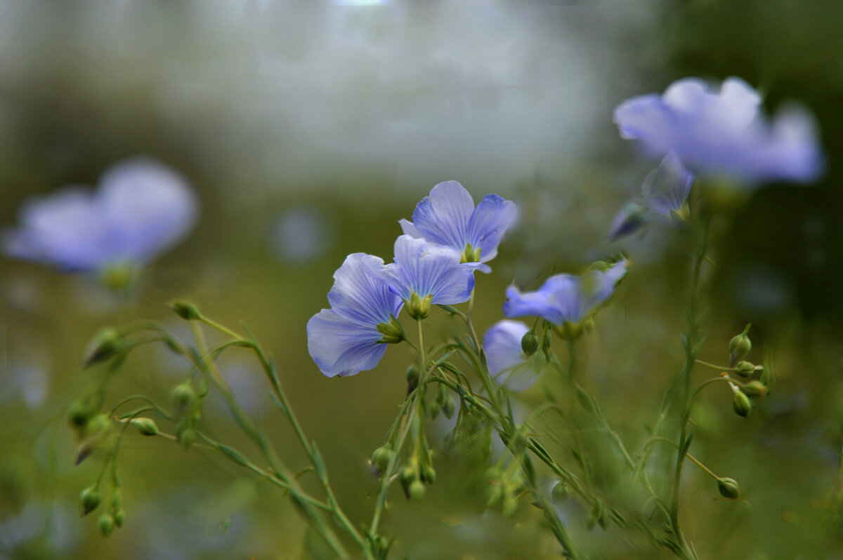 *** - Надежда Куркина *** - Надежда Куркина