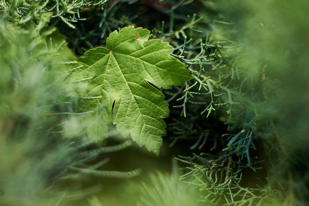 лист клена - Александр Леонов