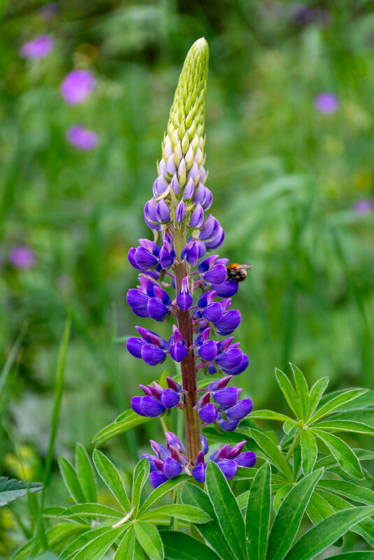Люпин - Владимир VS