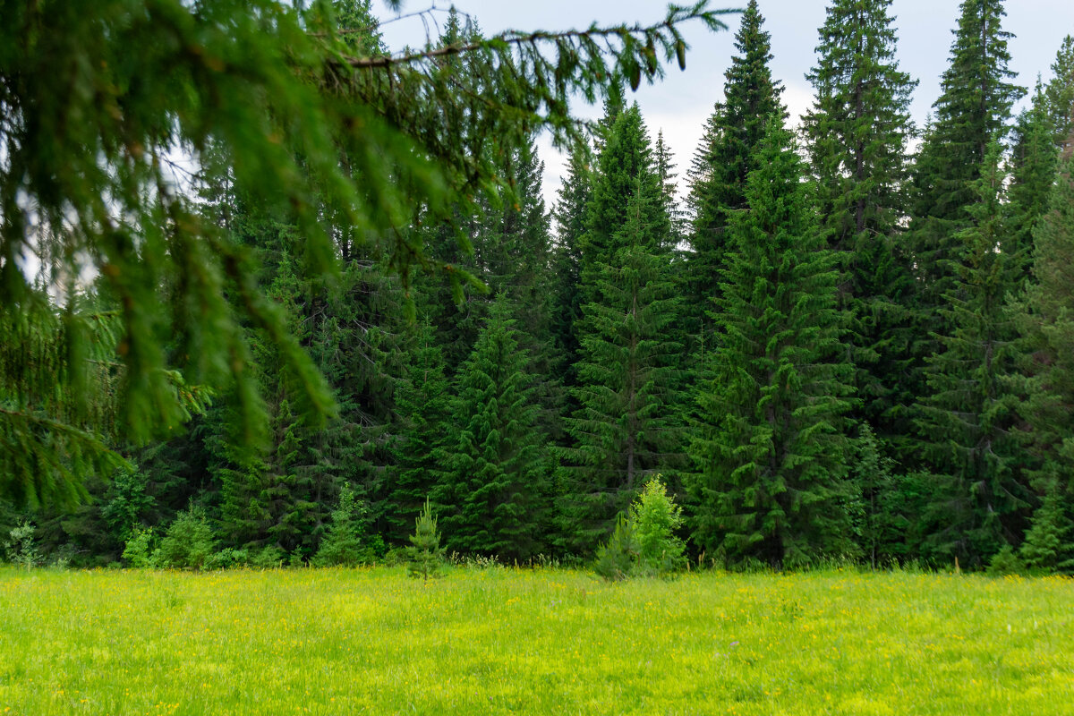 Поляна - Владимир VS