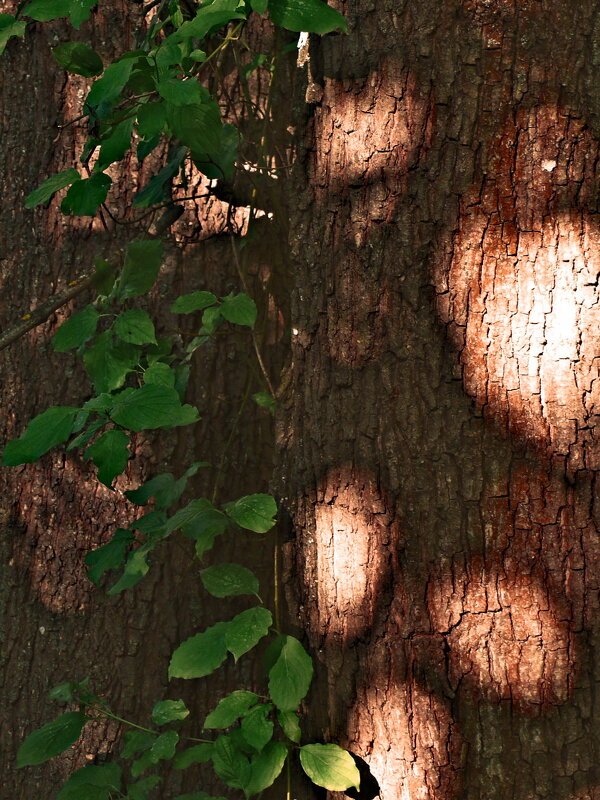 Летние этюды 31 - Алексей Кузнецов