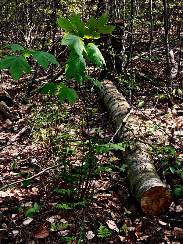 Летние этюды 35 - Алексей Кузнецов
