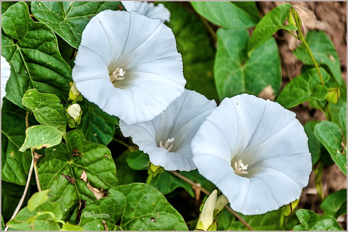 Вьюнок полевой - Aquarius - Сергей