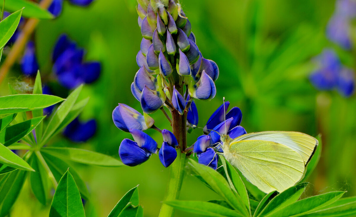 опять про бабочек 38 - Александр Прокудин