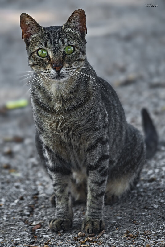 Изумруд - Shmual & Vika Retro Изумруд - Shmual & Vika Retro