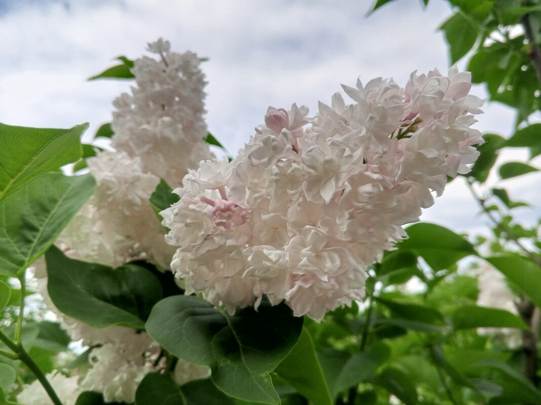 Сирень - Сапсан 